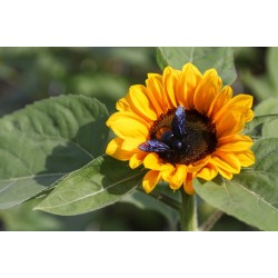 Simepar prevê primavera quente e com chuva abaixo da média histórica no Paraná